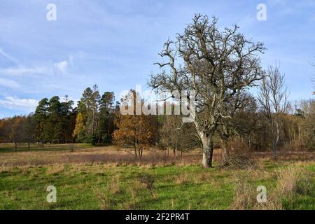 Landschaft im Naturpark Haßberge bei Königsberg in Bayern, Kreis Haßfurt, Unterfranken, Bayern, Deutschland Stockfoto