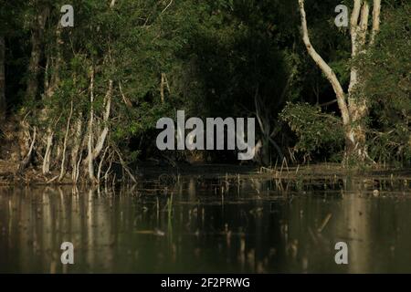 Der Peto-See mit Eukalyptusbäumen (Melaleuca cajuputi) wächst an seiner Seite auf der Roten Insel, Indonesien. Stockfoto