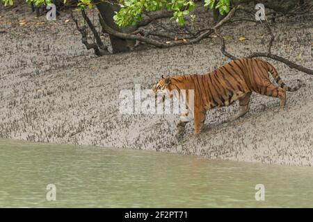 Dominanter erwachsener männlicher Bengaltiger schnarlt und geht das Schlammflat hinunter in Richtung Wasser im Kanal bei Sundarban Tiger Reserve, Westbengalen, Indien Stockfoto