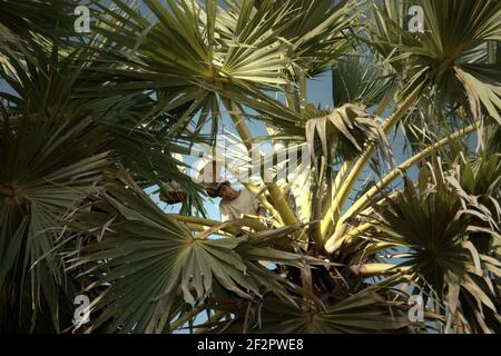 Andreas Mooy nimmt den saft der Lontar-Palme, der später im Dorf Oehandi, Rote Insel, Indonesien, als Palmzucker verarbeitet wird. Palmzucker ist eine alternative Einkommensquelle für Dorfbewohner, die auf der Insel leben. Stockfoto