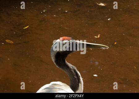 Rotkronenkran (Grus japonensis) Ein erwachsener rot gekrönter Kranich mit dunkelbraunem Hintergrund Stockfoto