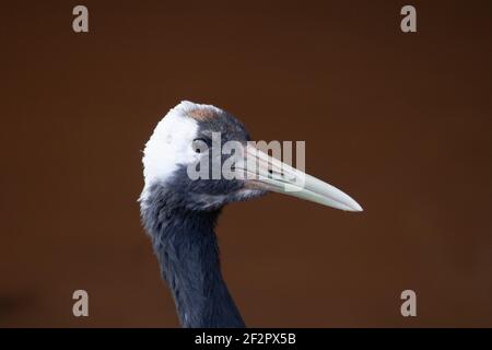 Rotkronenkran (Grus japonensis) Kopfprofil eines rot gekrönten Krans mit einem natürlichen Dunkelroter Hintergrund Stockfoto