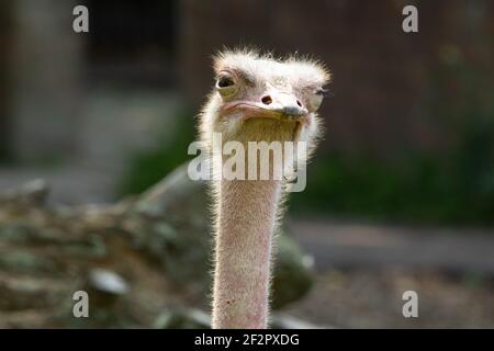 Strauß mit rotem Hals (Struthio camelus camelus) Ein erwachsener, rothalsiges Strauß mit einem natürlichen Hintergrund Stockfoto