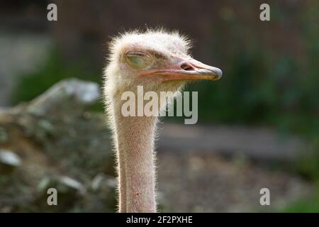 Strauß mit rotem Hals (Struthio camelus camelus) Profilaufnahme eines einzelnen Erwachsenen rot Hals Strauß mit Augen geschlossen Stockfoto