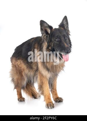 Alte deutsche Schäferhund vor weißem Hintergrund Stockfoto
