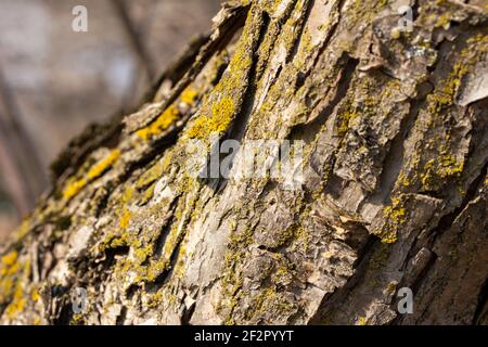 Makro abstrakte Textur Hintergrund von Moos und Flechten wächst auf Ein reifer Crabapple (Malus) Baum im Frühlingssonne Stockfoto