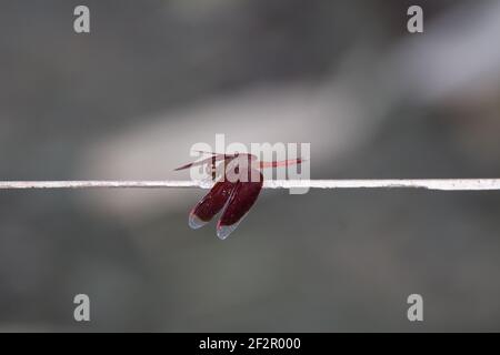 rubinrote Libelle ruht auf einem Draht mit einem natürlichen Grauer Hintergrund Stockfoto