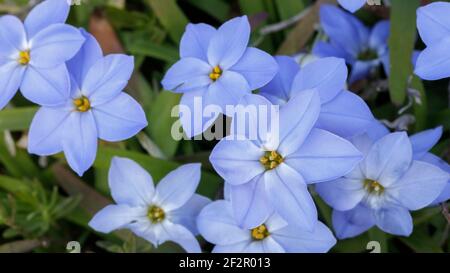 Selektiver Fokus von Springstar in Blüte Stockfoto