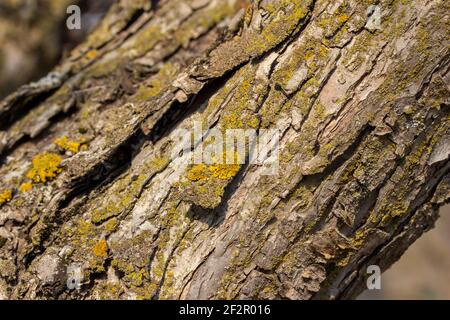 Makro abstrakte Textur Hintergrund von Moos und Flechten wächst auf Ein reifer Crabapple (Malus) Baum im Frühlingssonne Stockfoto