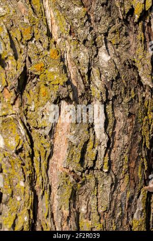 Makro abstrakte Textur Hintergrund von Moos und Flechten wächst auf Ein reifer Crabapple (Malus) Baum im Frühlingssonne Stockfoto