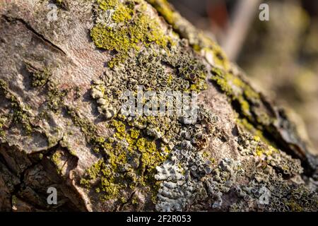 Makro abstrakte Textur Hintergrund von Moos und Flechten wächst auf Ein reifer Crabapple (Malus) Baum im Frühlingssonne Stockfoto