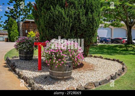 Brisbane, Queensland, Australien - März 2021: Weinfässer mit blühenden rosa und weißen Blumen in einem Weingarten Stockfoto