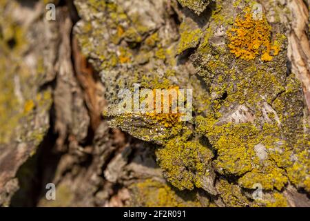 Makro abstrakte Textur Hintergrund von Moos und Flechten wächst auf Ein reifer Crabapple (Malus) Baum im Frühlingssonne Stockfoto