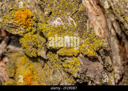 Makro abstrakte Textur Hintergrund von Moos und Flechten wächst auf Ein reifer Crabapple (Malus) Baum im Frühlingssonne Stockfoto