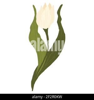 Einzelne helle Tulpe in flachen Cartoon-Stil. Isoliert auf Weiß. Wilde Frühlingswildblume mit Blatt in flachem Stil. Symbol für Frauentag und Muttertag. Stock Vektor