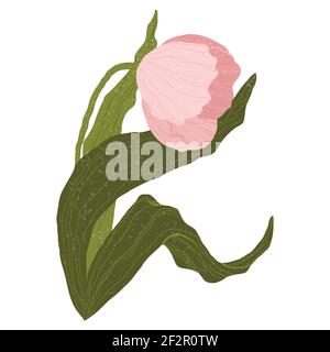 Einzelne helle Tulpe in flachen Cartoon-Stil. Isoliert auf Weiß. Wilde Frühlingswildblume mit Blatt in flachem Stil. Symbol für Frauentag und Muttertag. Stock Vektor