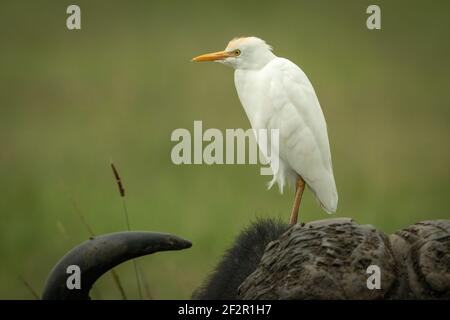 Kuhreiher steht auf dem Kopf des Büffels Stockfoto
