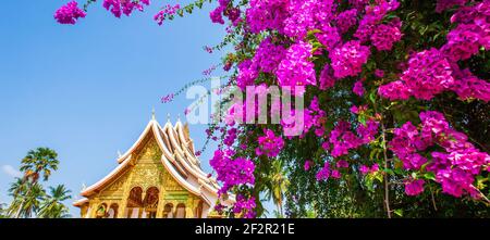 Blühende Bougainvillea Blumen vor dem Luang Prabang National Museum. Laos. Bunte violette Bougainvillea Blumen sind in der Blüte im Sommer. Stockfoto