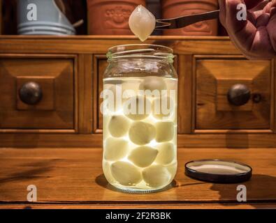 Schließen Sie die POV-Aufnahme einer Männerhand, die eine Pickle-Gabel mit einer silbernen Zwiebel über einem Glas mit in Essig eingelegten Zwiebeln auf einem Küchenschrank aus Kiefernholz hält. Stockfoto