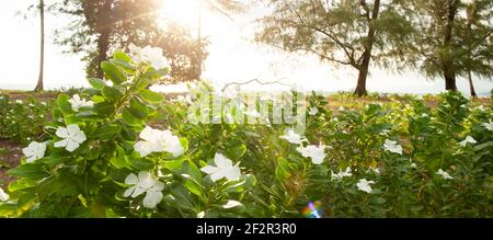 Glühender Sonnenuntergang, der durch Palmen auf weißem Blumenfeld am Meer scheint, blühende Wildblumen auf der tropischen Insel. Koh Mak Island, Thailand. Stockfoto