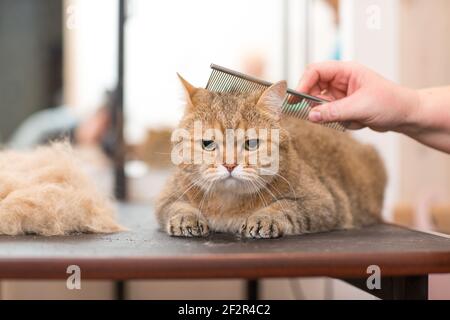 Katzen- und Tierpflege im Schönheitssalon Stockfoto