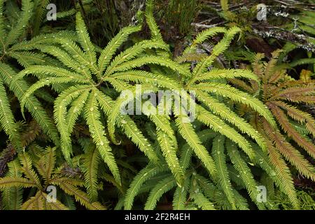 Farn Pflanzen mit Wassertropfen auf Ridge Track in Tongariro Nationalpark, Manawatu-Wanganui Region auf der Nordinsel von Neuseeland Stockfoto