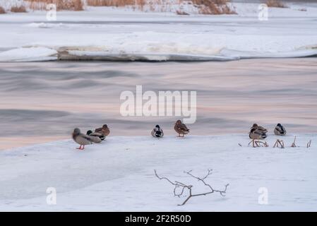 Entenweibchen und Entenduschen am Flussufer im Winter Jemand sitzt jemand läuft auf dem verschneiten Eis Stockfoto