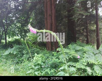 Schöne Fuchshandschuhe, die über einem Fußweg im ländlichen Cornwall hängen Stockfoto