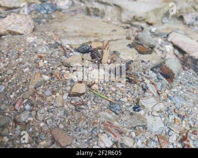 Winziger Frosch, der bergab an einem kleinen Bach entlang hüpft Stockfoto