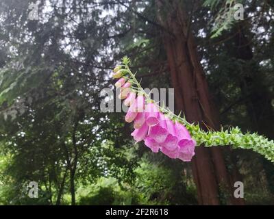 Schöne Fuchshandschuhe, die über einem Fußweg im ländlichen Cornwall hängen Stockfoto