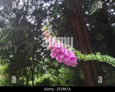 Schöne Fuchshandschuhe, die über einem Fußweg im ländlichen Cornwall hängen Stockfoto