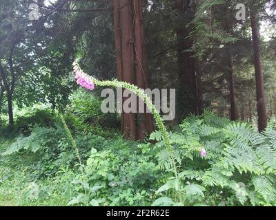 Schöne Fuchshandschuhe, die über einem Fußweg im ländlichen Cornwall hängen Stockfoto