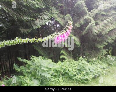 Schöne Fuchshandschuhe, die über einem Fußweg im ländlichen Cornwall hängen Stockfoto