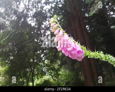 Schöne Fuchshandschuhe, die über einem Fußweg im ländlichen Cornwall hängen Stockfoto