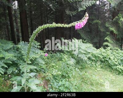 Schöne Fuchshandschuhe, die über einem Fußweg im ländlichen Cornwall hängen Stockfoto