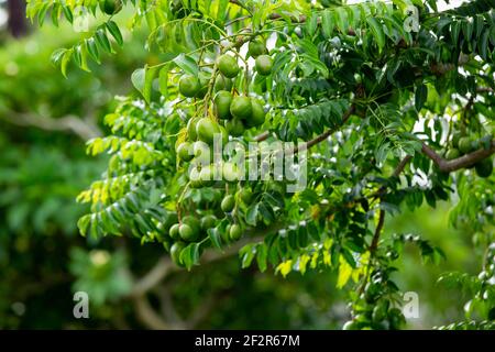 Bündel von rohen unreifen Hog Pflaume (spondia mombin) auf Baum. Stockfoto
