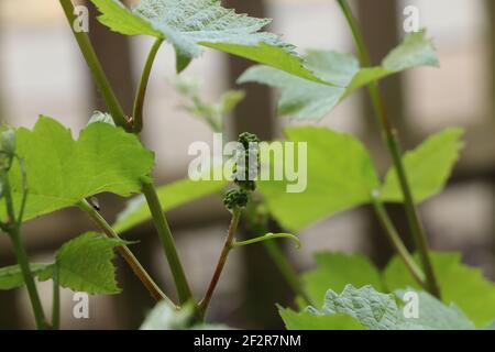 Winzige Trauben wachsen auf einer Gartenrebe Stockfoto