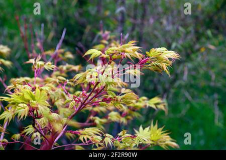 Acer Japonicum Aconitifolium, Vollmond-Ahorn, Frühlingsblätter, Frühlingsbelaub, neues Wachstum, grün rot gefärbt Blätter, grünes Laub, Blätter, japanischer Ahorn, Acker Stockfoto