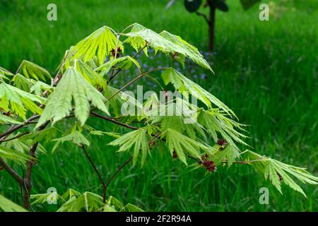 acer japonicum aki-Hi, neues Wachstum, Frühlingswachstum, grünes Laub, Blätter, japanischer Ahorn, Acker, Baum, Bäume, acer Blumen, Blüte, Blume, RM Floral Stockfoto