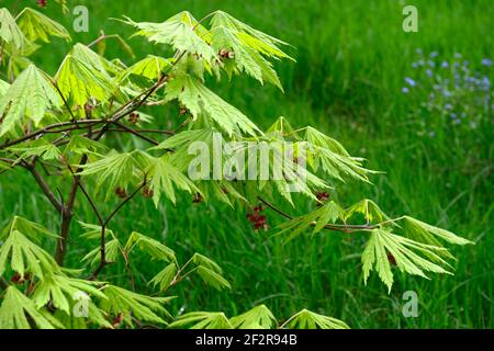 acer japonicum aki-Hi, neues Wachstum, Frühlingswachstum, grünes Laub, Blätter, japanischer Ahorn, Acker, Baum, Bäume, acer Blumen, Blüte, Blume, RM Floral Stockfoto