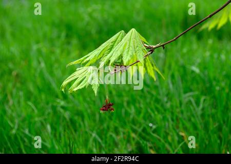 acer japonicum aki-Hi, neues Wachstum, Frühlingswachstum, grünes Laub, Blätter, japanischer Ahorn, Acker, Baum, Bäume, acer Blumen, Blüte, Blume, RM Floral Stockfoto