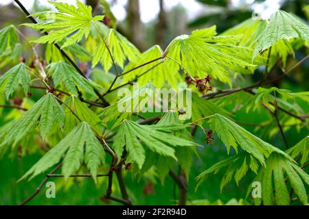 acer japonicum aki-Hi, neues Wachstum, Frühlingswachstum, grünes Laub, Blätter, japanischer Ahorn, Acker, Baum, Bäume, acer Blumen, Blüte, Blume, RM Floral Stockfoto