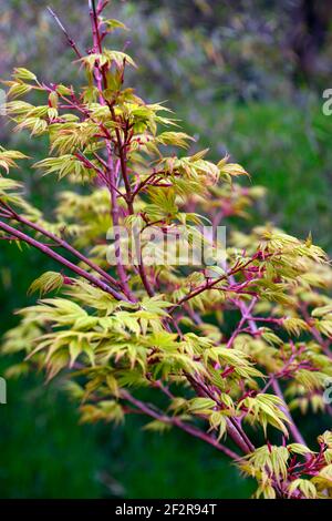 Acer Japonicum Aconitifolium, Vollmond-Ahorn, Frühlingsblätter, Frühlingsbelaub, neues Wachstum, grün rot gefärbt Blätter, grünes Laub, Blätter, japanischer Ahorn, Acker Stockfoto