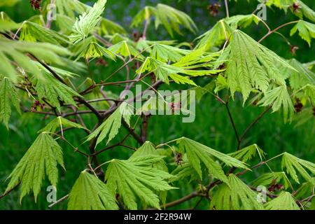 acer japonicum aki-Hi, neues Wachstum, Frühlingswachstum, grünes Laub, Blätter, japanischer Ahorn, Acker, Baum, Bäume, acer Blumen, Blüte, Blume, RM Floral Stockfoto