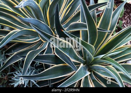 Nahaufnahme einer mexikanischen Agave Desmettiana oder El Miradores Gold mit glänzend gebogenen Blättern und goldgelben Rändern Stockfoto