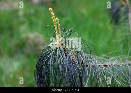 Pinus bhutanica, Bhutan weiße Kiefer, Nadeln, Blätter, Laub, immergrün, immergrün, Baum, Bäume, RM Floral Stockfoto