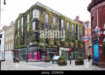 Green Living Wall Vertikal Garten Regal Haus 13 & 14 James Street Covent Garden von Petr Stefek Biotecture Stockfoto