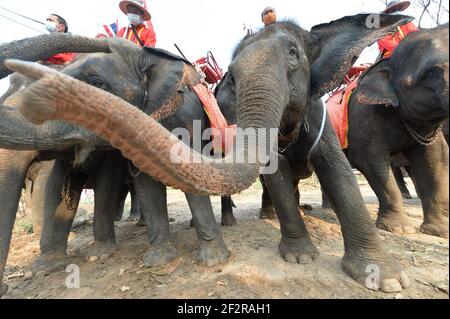 Bangkok, Thailand. März 2021, 13th. Mahouts und Elefanten nehmen am National Elephant Day in Ayutthaya, Thailand, am 13. März 2021 Teil. Während der Feier werden verschiedene Aktivitäten durchgeführt, um das Bewusstsein der Öffentlichkeit für den Schutz der Elefanten und ihrer Lebensräume zu schärfen. Quelle: Rachen Sageamsak/Xinhua/Alamy Live News Stockfoto