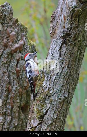 Ein erwachsener Mittelfleckspecht (Dendrocoptes medius), der auf einem Baumstamm in der Nähe eines Neststandortes im Wald von Bialowieza, Polen, thront Stockfoto
