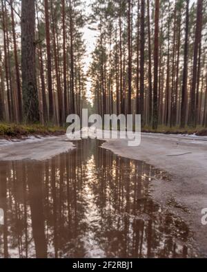 Im Pinienwald ist die Straße mit Eis bedeckt Die unter dem Einfluss der Frühlingssonne allmählich schmilzt Und Wasserpfützen bilden sich auf der Straße Stockfoto